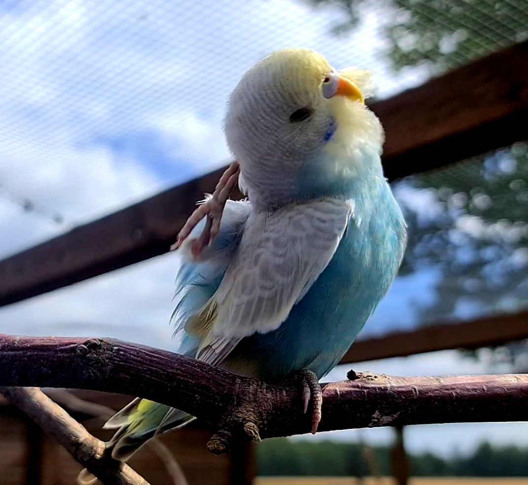 Junger Wellensittich Hahn