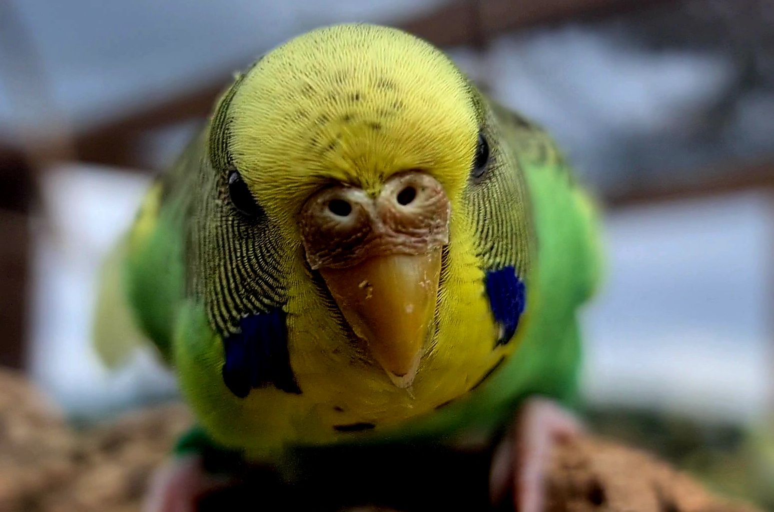 Handy verrückte Henne