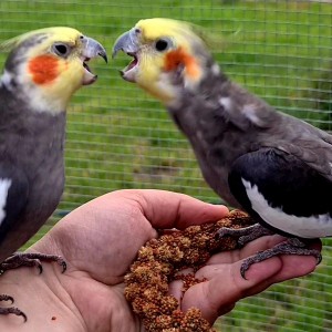 Fiete verteidigt die Hirse