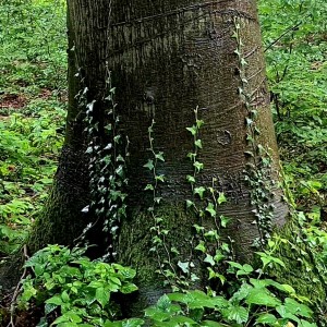 Efeu krallt sich den Baum