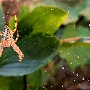 Spinne im Netz