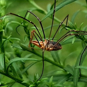 Spinne