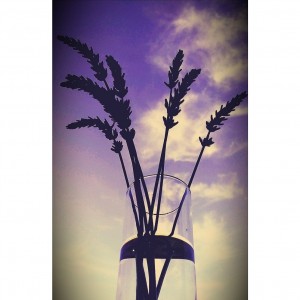 inbound3101756231606245269