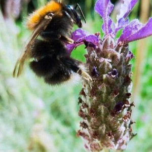 inbound7466371931881769614