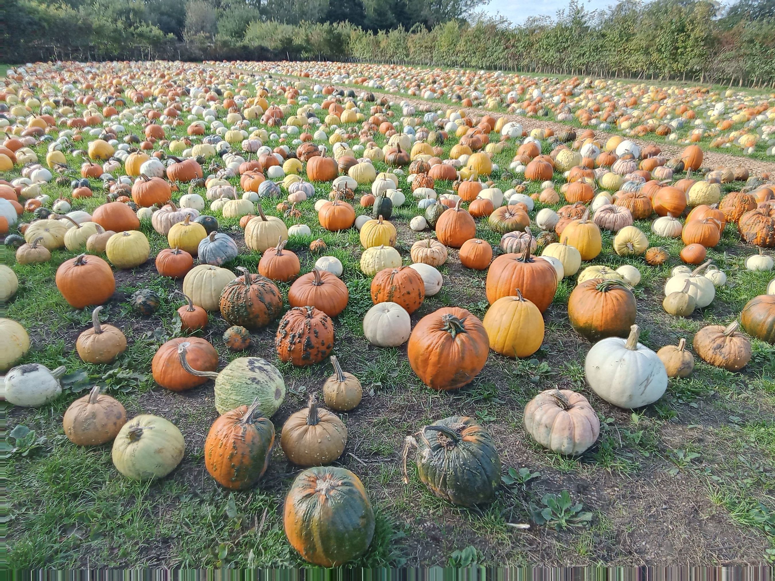 Pumpkins