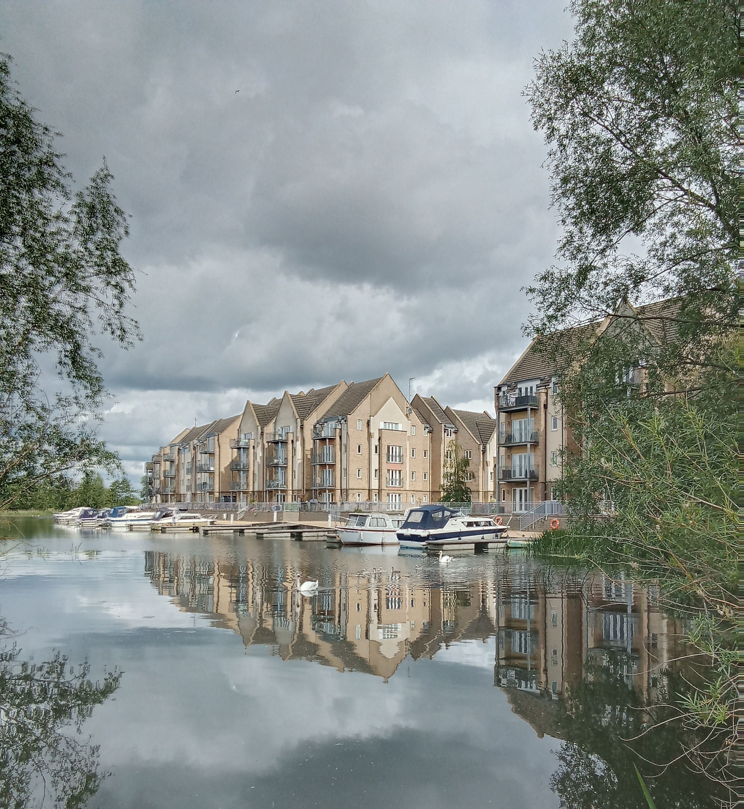Swan family on river surrounded with buildings with amazing reflections