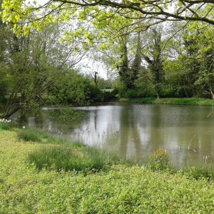 Small pond.