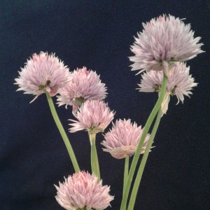 Chives in flower