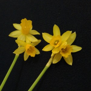 Double headed flowers