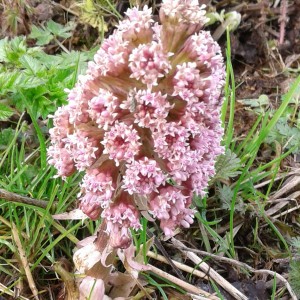 Butterbur by river