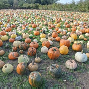 Pumpkins