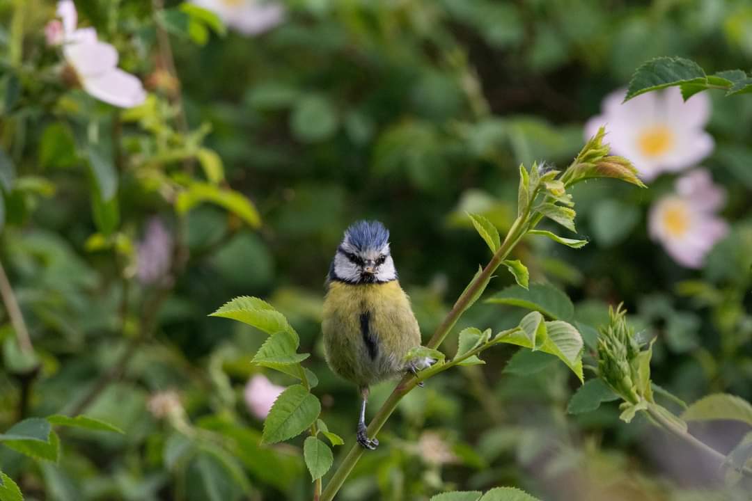 Small bird photogr9