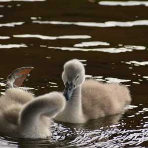 Baby Swans