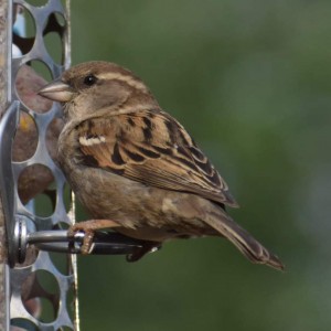 House sparrow