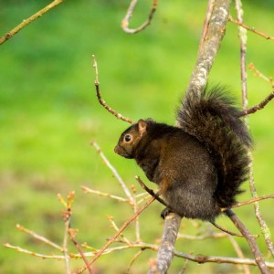 Black Squirrel