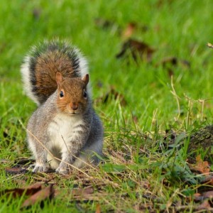 Gray Squirrel