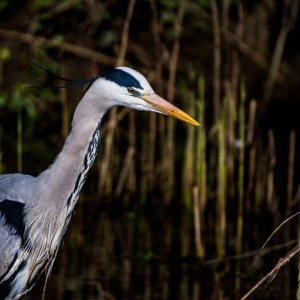 Grey Heron