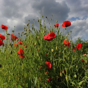 mohn