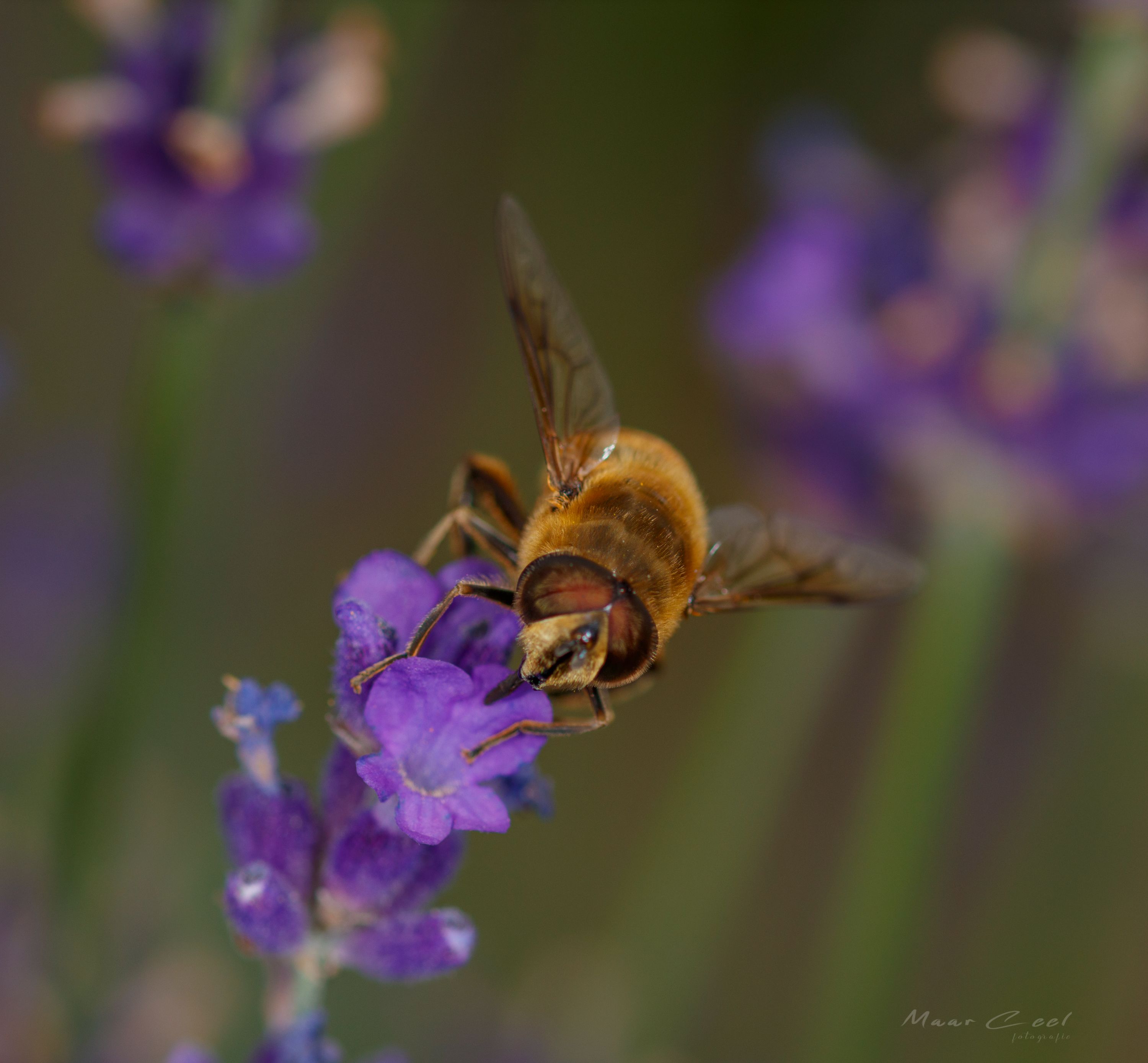 _MG_4009-1