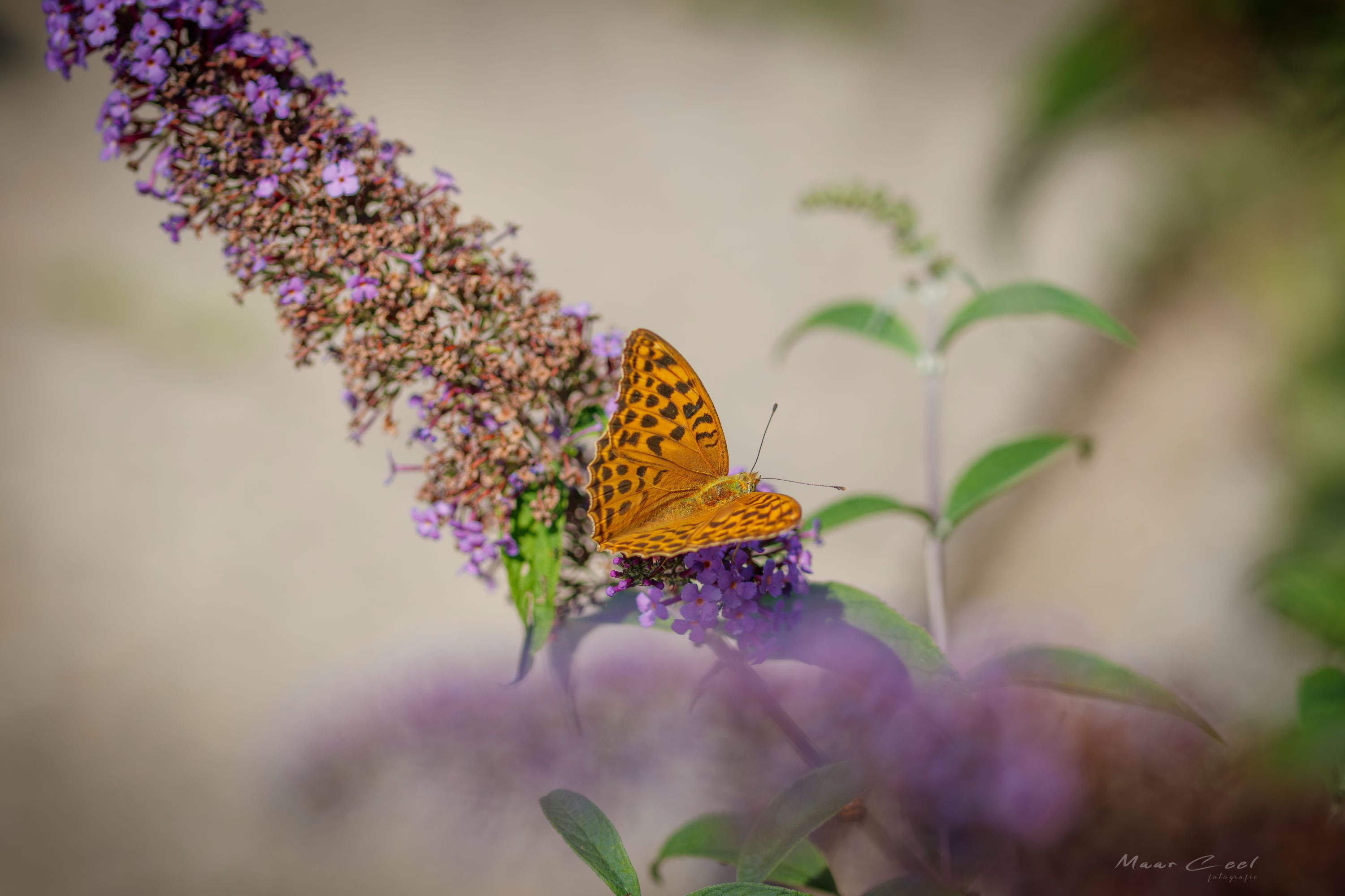 _MG_4214-1