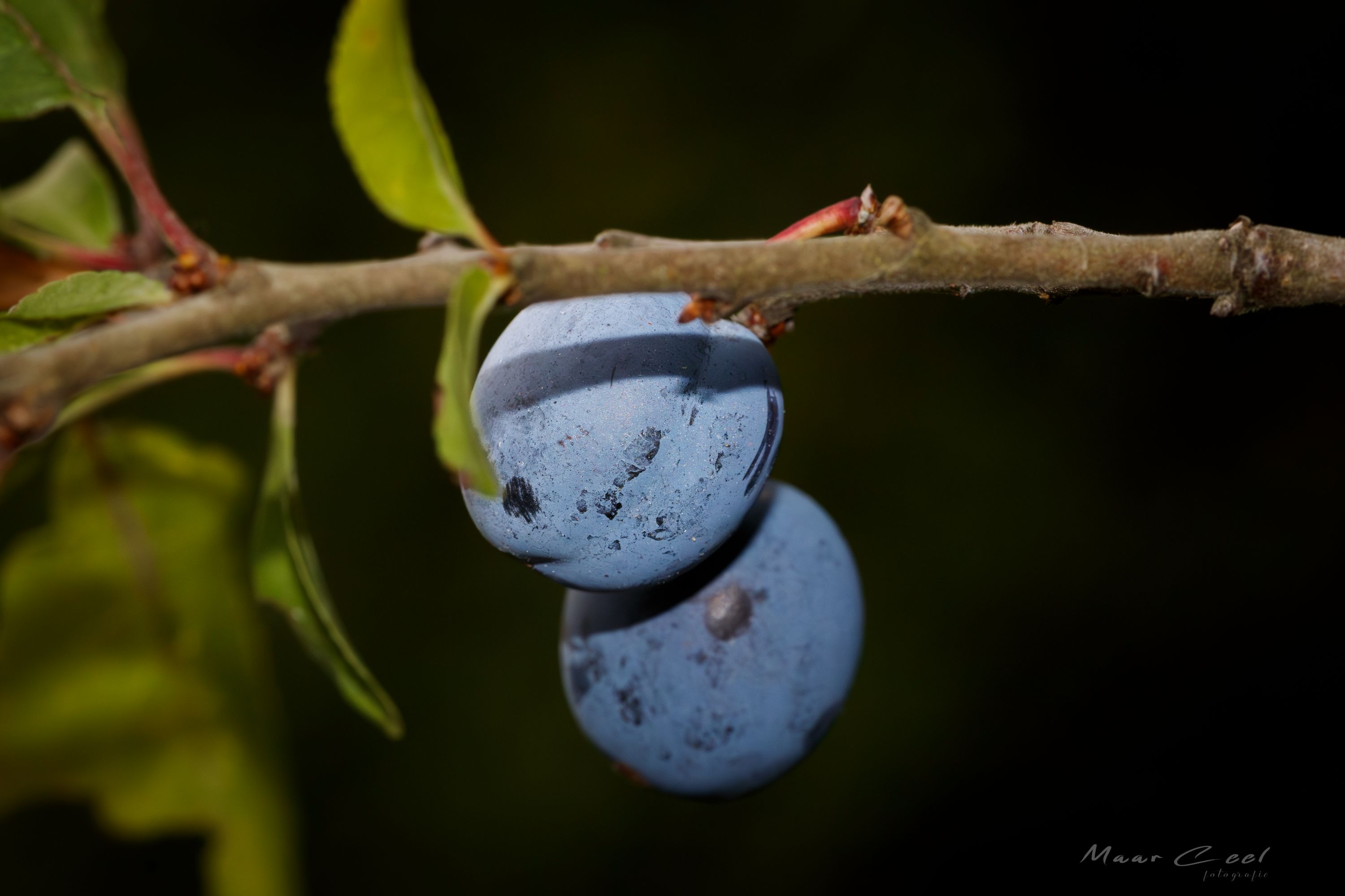 _MG_4240-1