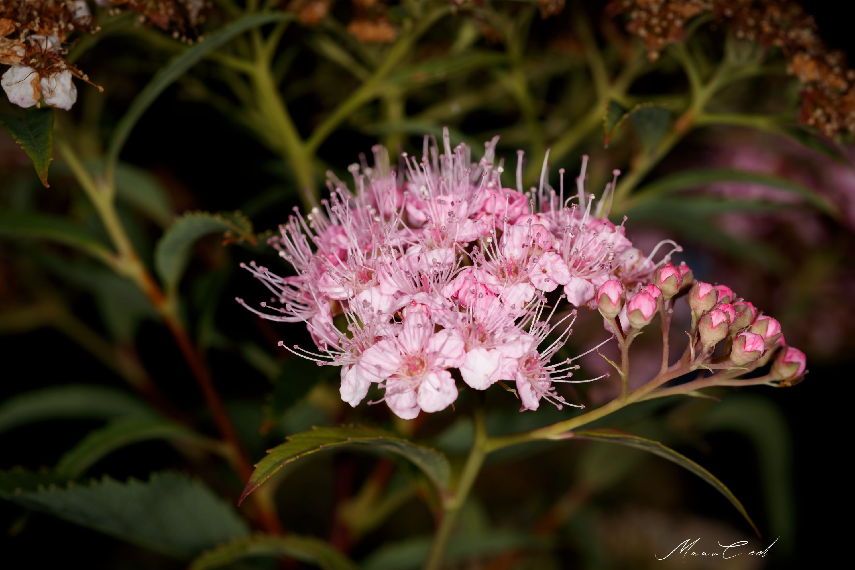 _MG_4582-1