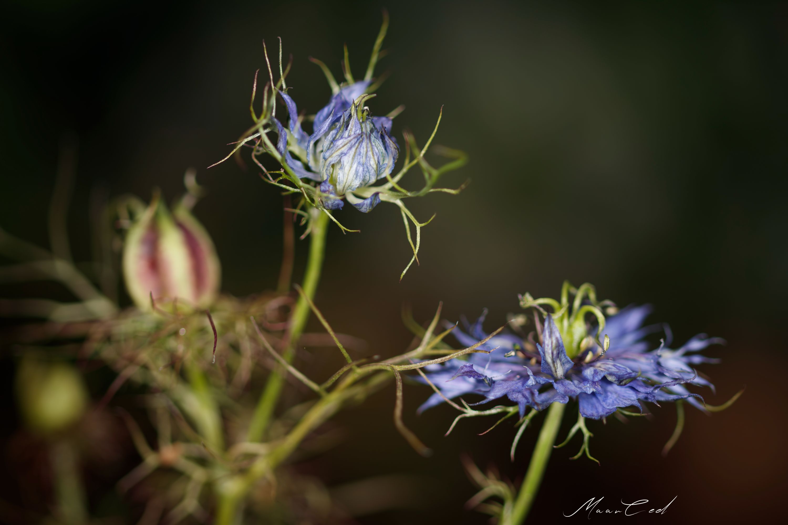 _MG_4616-1