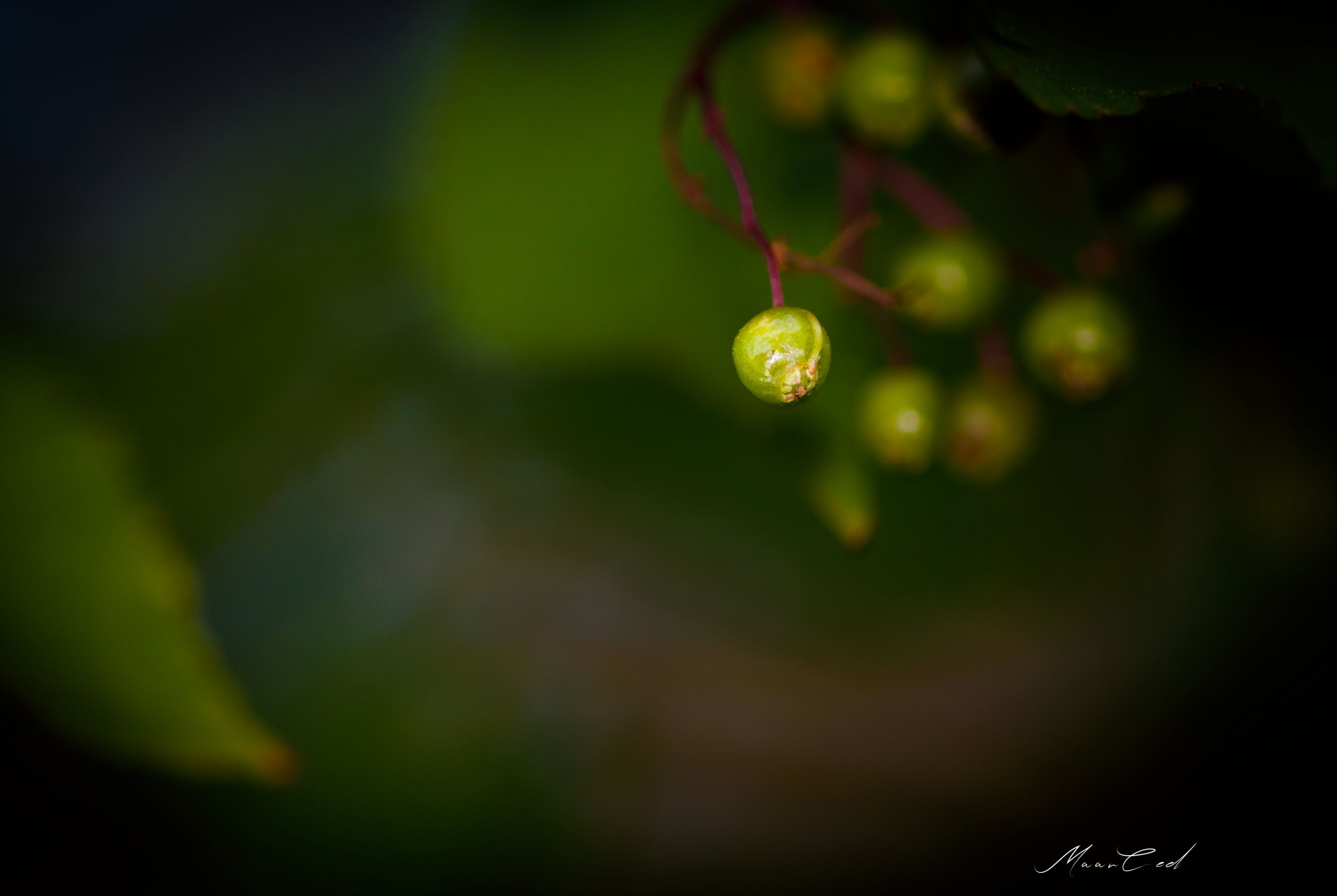 _MG_4629-1