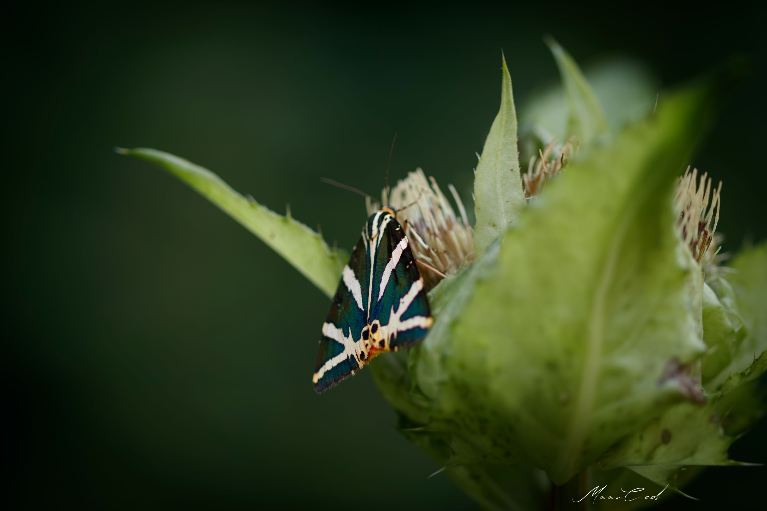_MG_4649-1