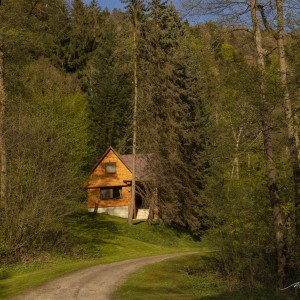 lesná jarná pohoda