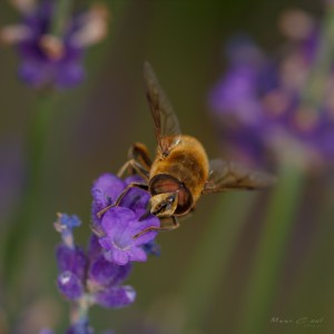 _MG_4009-1
