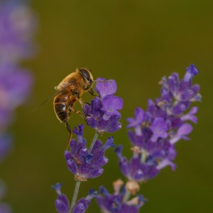 _MG_4019-1