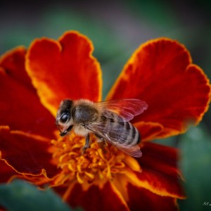 _MG_4039-1