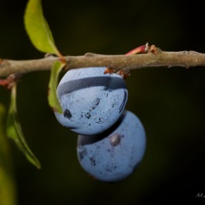 _MG_4240-1