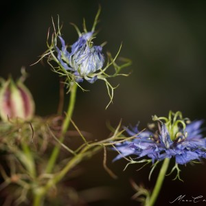 _MG_4616-1