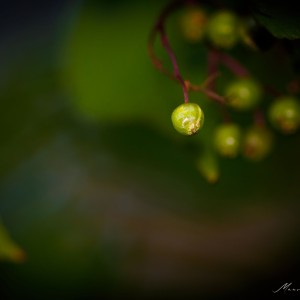 _MG_4629-1