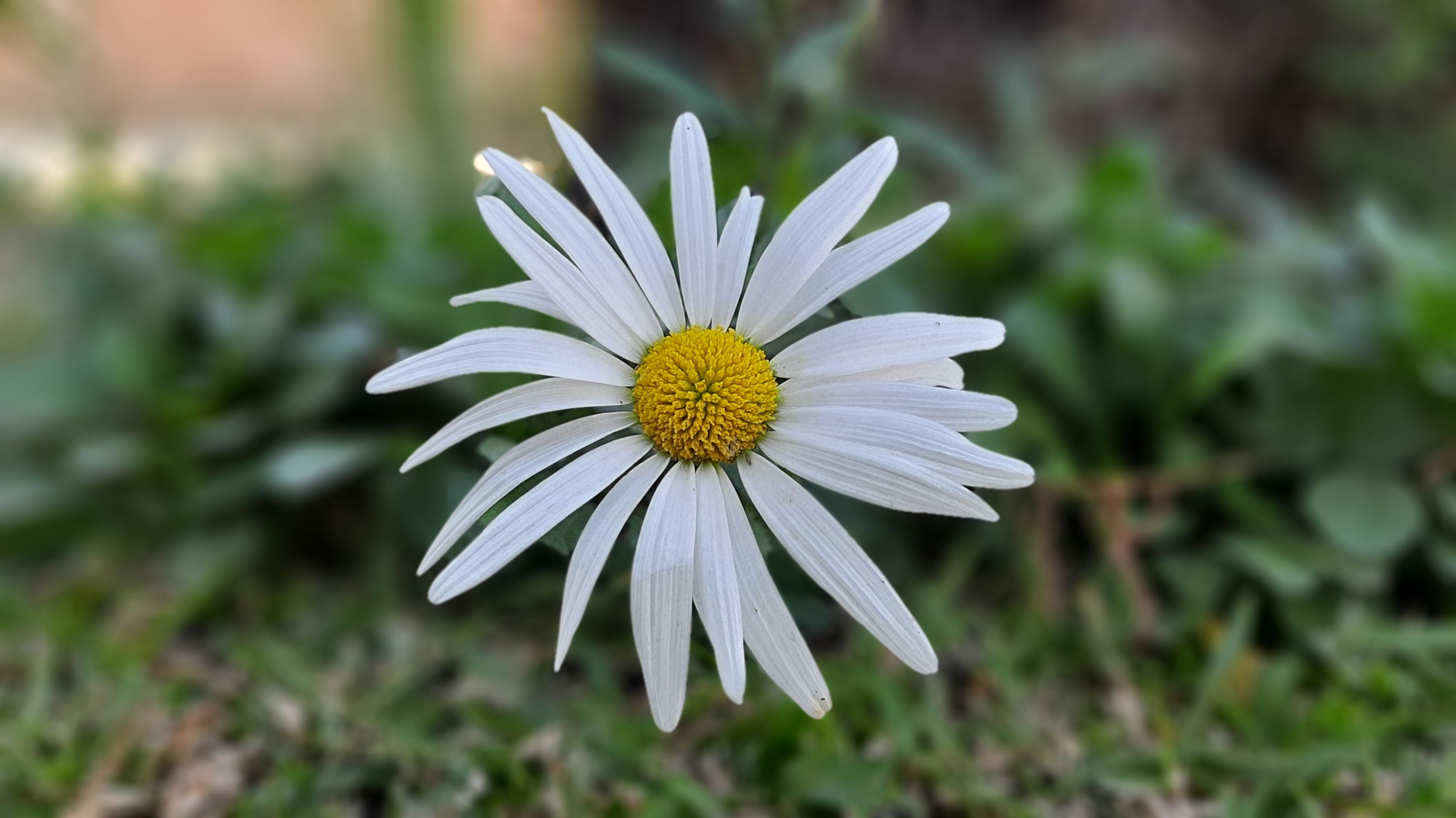 Margarita esta sola en el jardin