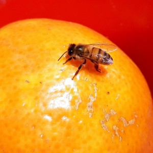 Llego para el postre