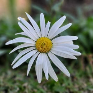 Margarita esta sola en el jardin