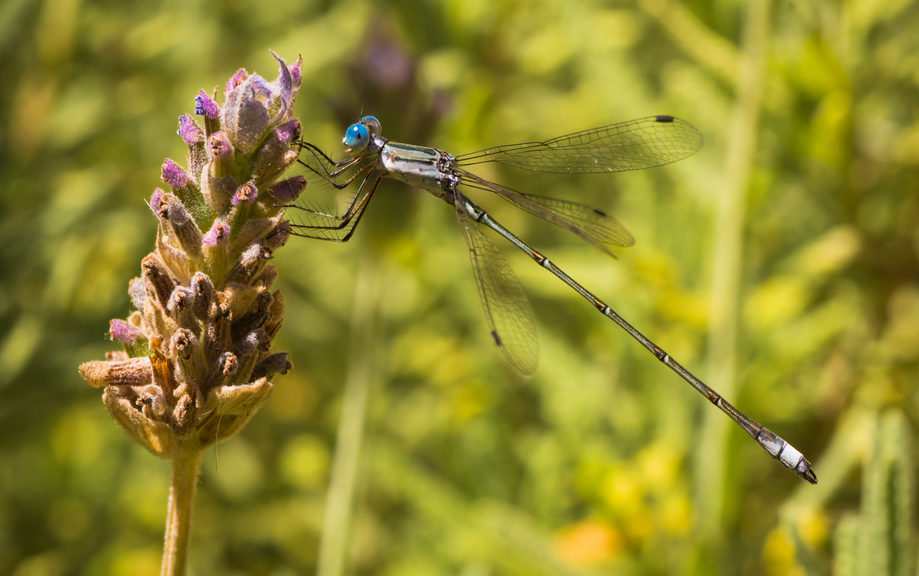 Dragonfly with blue eyes