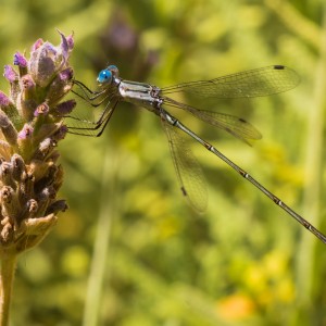 Dragonfly with blue eyes