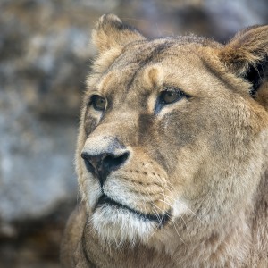 Levica