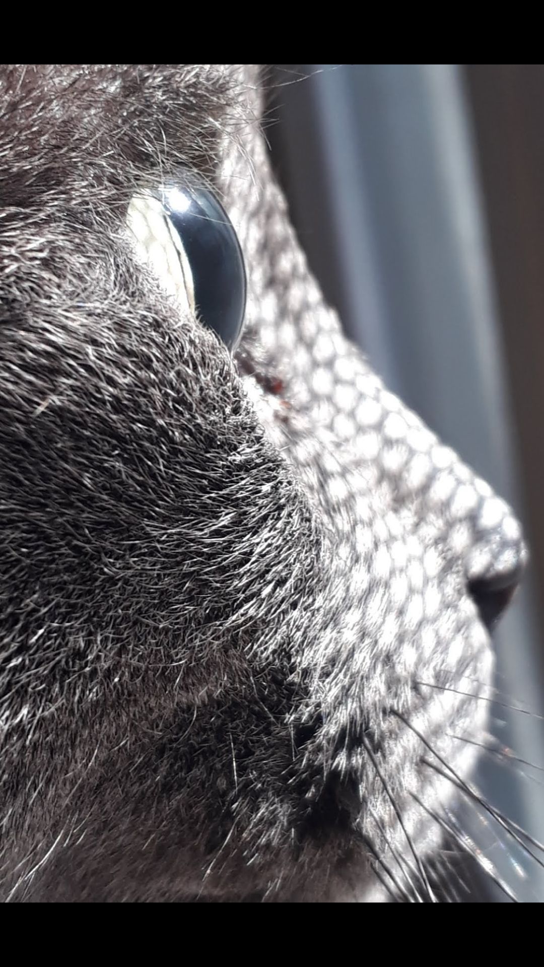 Screenshot_20230402-022653_Photos