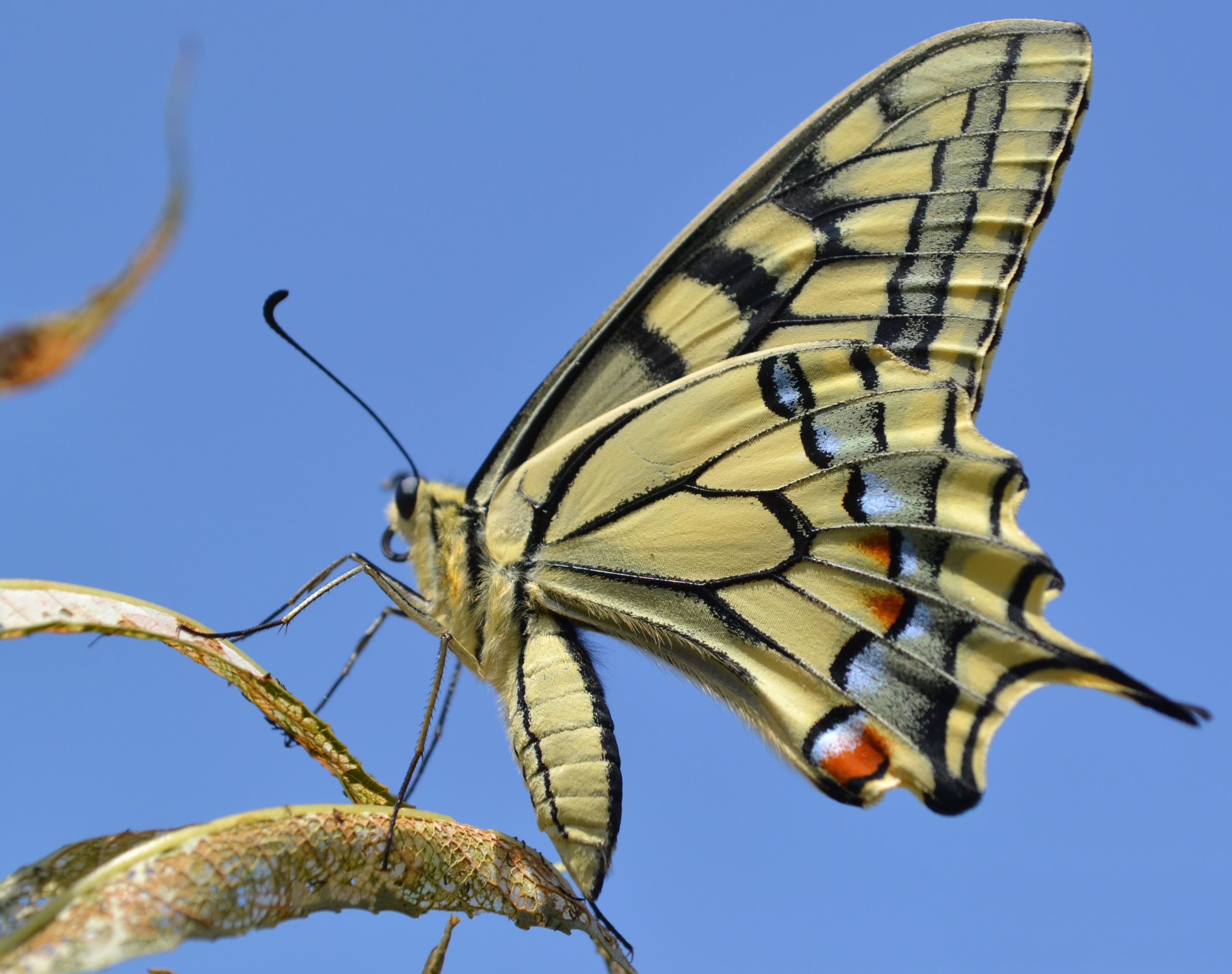 Бабочка 🦋