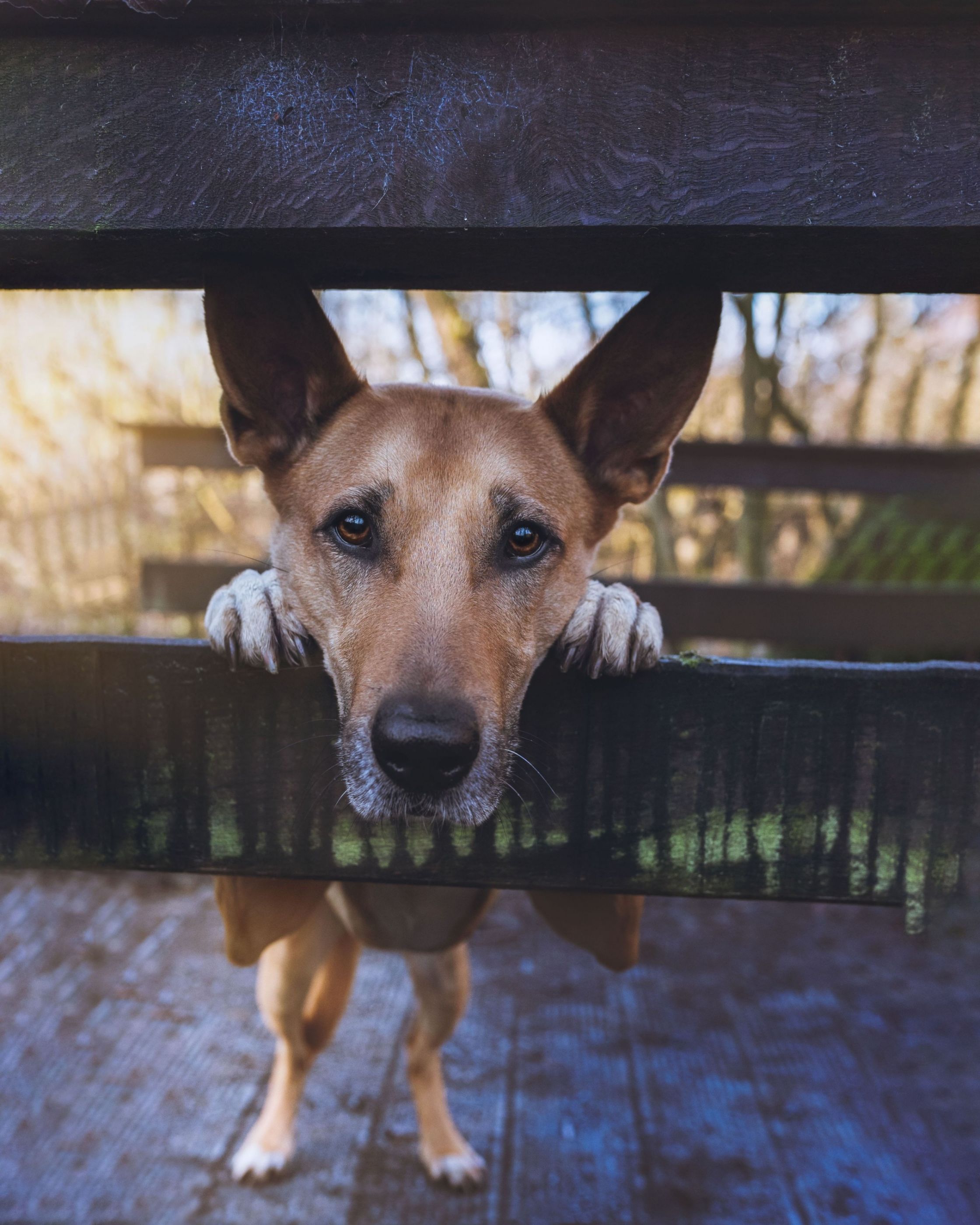 Outdoor Shooting with my sweet crazy Dog