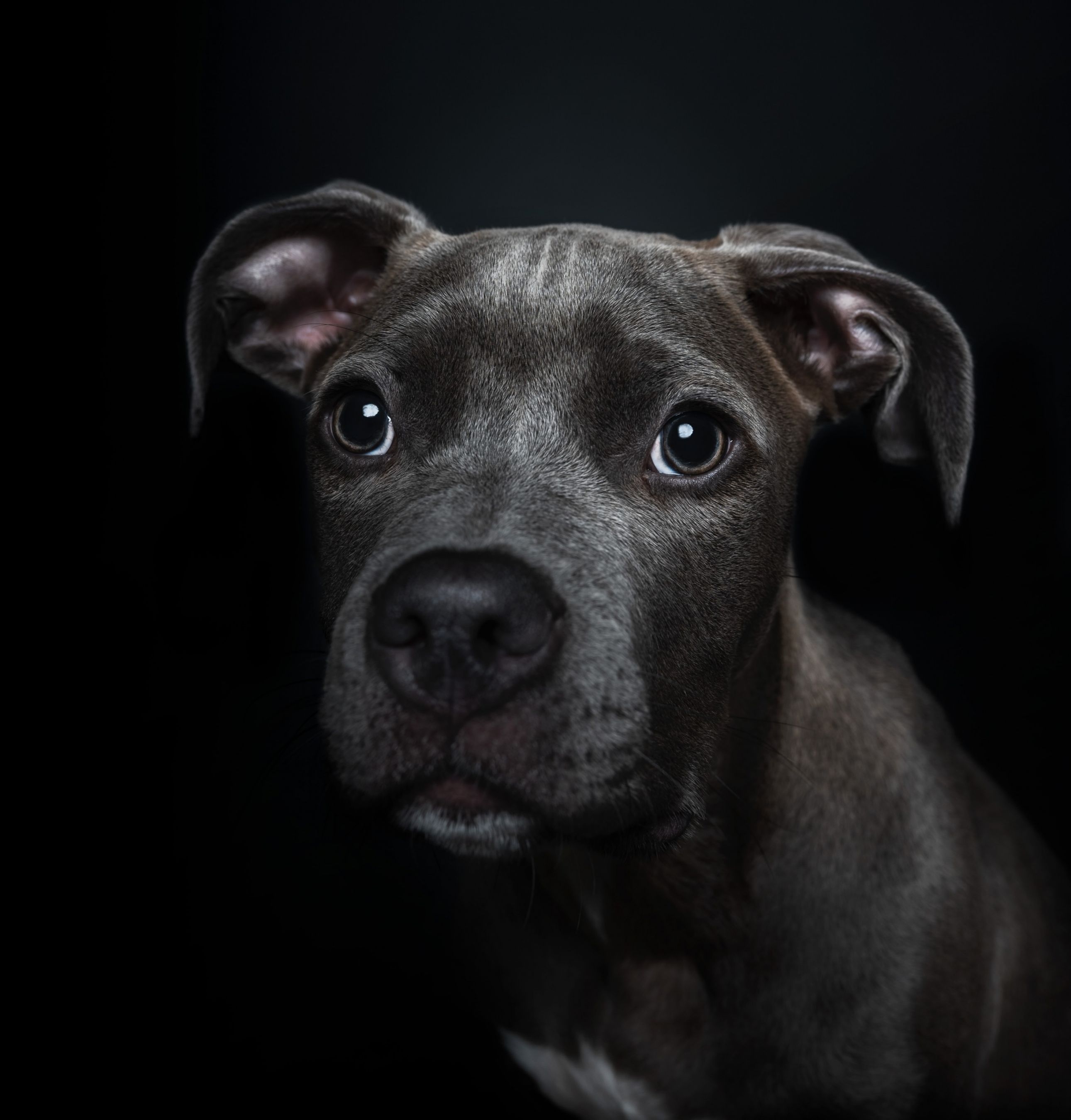 Dog Portrait