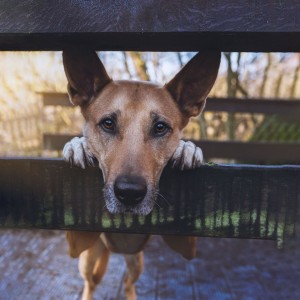 Outdoor Shooting with my sweet crazy Dog