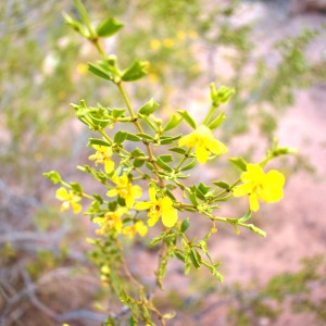 Jarilla en Flor