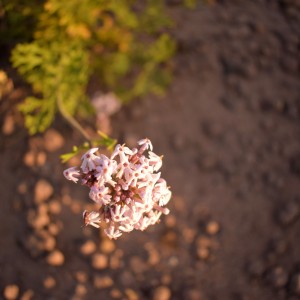 Flora de nuestras bardas