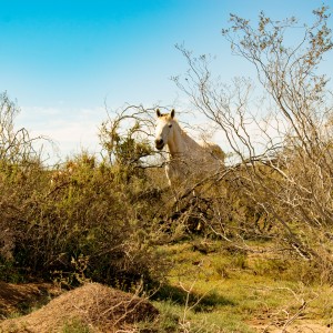 Caballos Salvajes